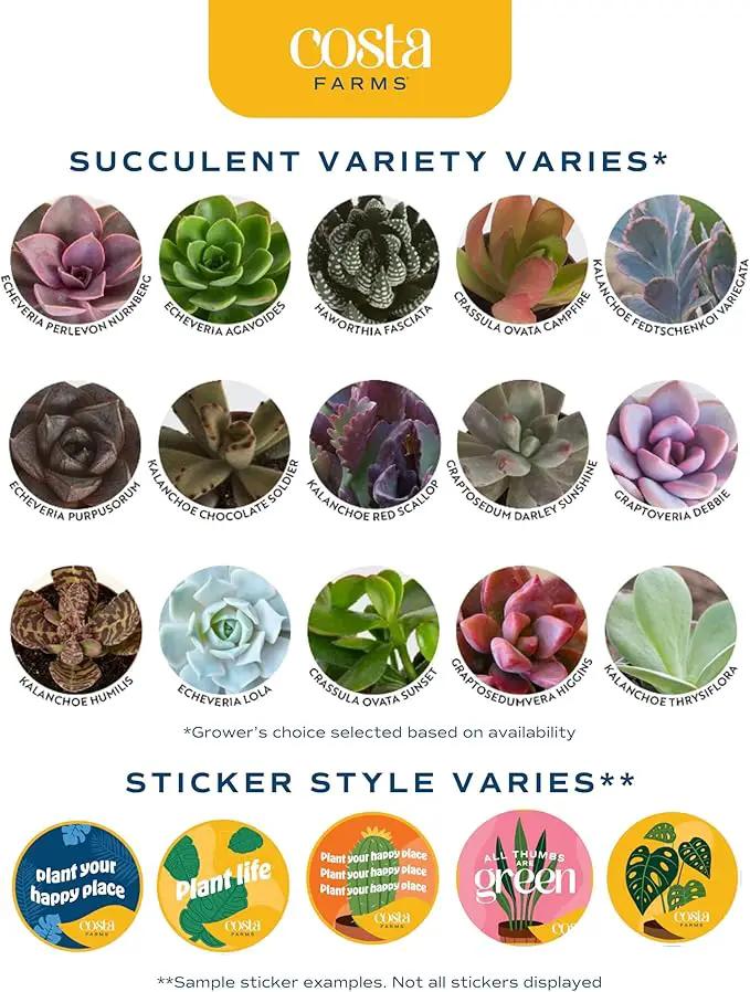 Costa Farms Live Plant Gift Box, Succulent Live Indoor Houseplant, Perfect Birthday and Holiday Gift, Includes Mini Succulent, Insulated Tumbler, Soy Candle, Collectible Sticker, Cute Room Decor by GreenHaven Gardens