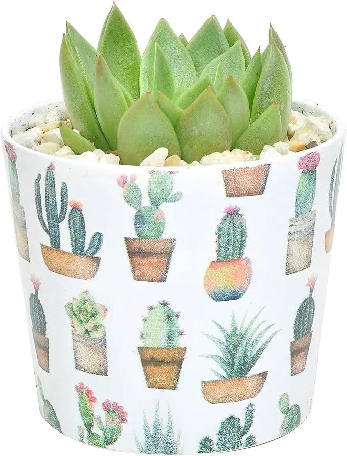 Costa Farms Live Indoor Echeveria Succulent Plant in Wood Design Ceramic Pot by GreenHaven Gardens