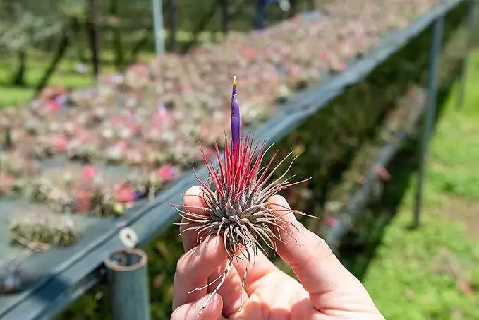 5 Pack Air Plants Assorted Tillandsia Ionantha - Live Succulent House Plants - Available in Wholesale and Bulk - Home and Garden Decor - Easy Care Indoor and Outdoor Plants by GreenHaven Gardens