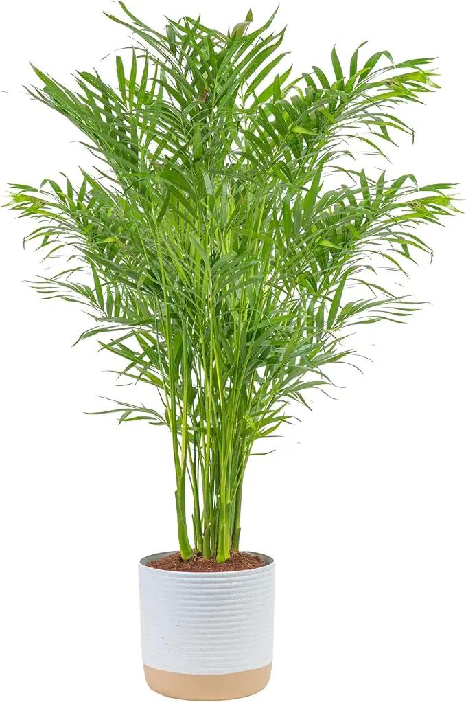 Costa Farms Cat Palm, Live Indoor Houseplant in Garden Plant Pot, Floor House Plant Potted in Potting Soil, Housewarming Gift for New Home, Living Room, Office, Patio Palm Tree Decor, 3-4 Feet Tall by GreenHaven Gardens