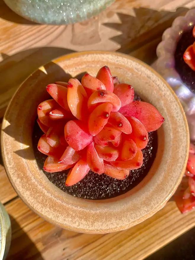 FWPP Echeveria Champagne Rare Live Succulent Plants, Wine 2.5 inches Live Plants Indoor,Bare Root Without Pot Soil,Desk Wedding Baby Shower Decoration Friend Plant Lover Gift by GreenHaven Gardens