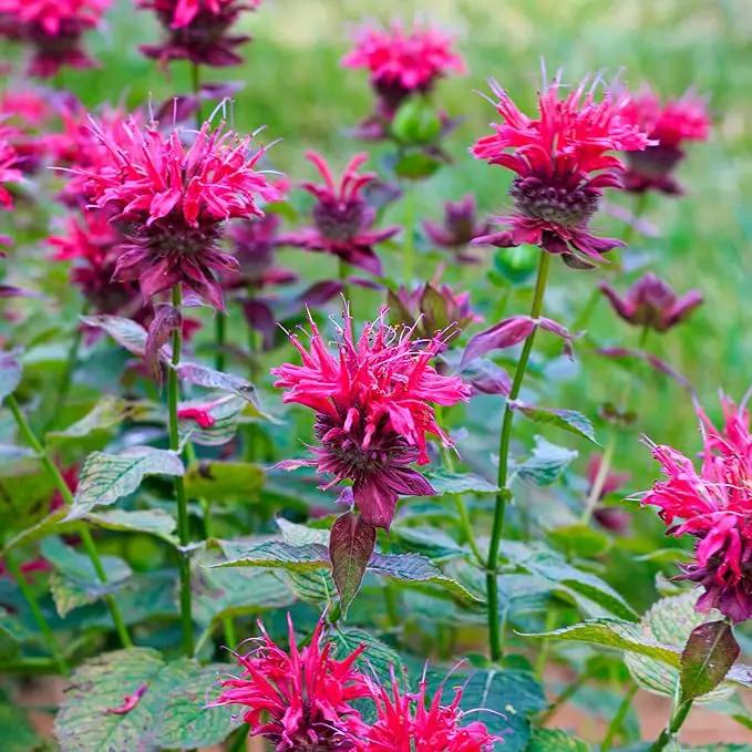 Park Seed Grow Your Own Vibrant Wildflower Garden Mixture, Perfect for Bees, Butterflies, and Hummingbirds, Panaroma Mix, Pack of 100 by GreenHaven Gardens
