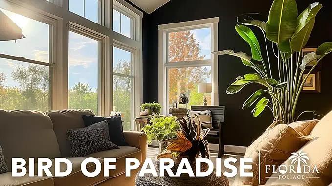 Orange Bird of Paradise | Strelitzia Reginae | 20 Live Plants | Tropical Perennial Blooming Specimen by GreenHaven Gardens