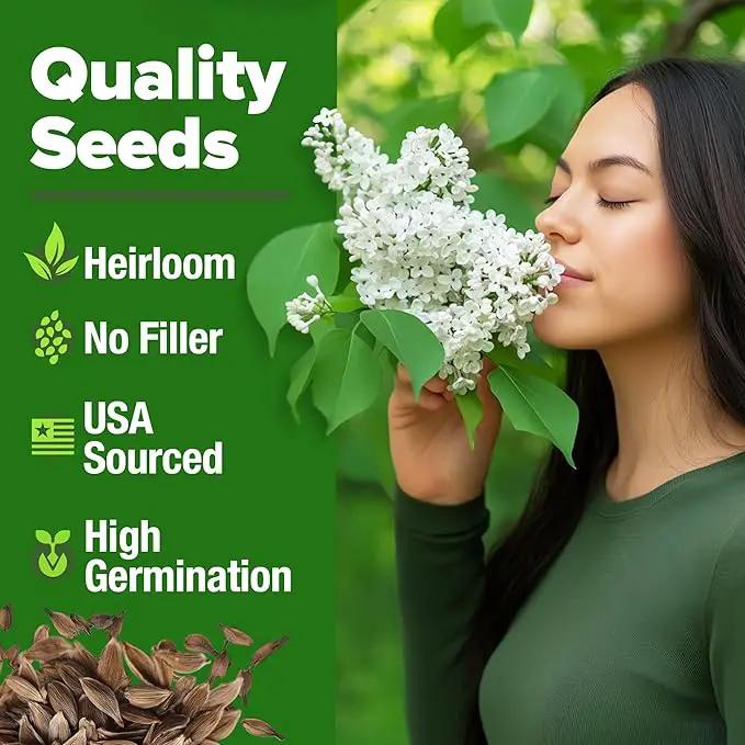 HOME GROWN 𝗨𝗦𝗔 53 White Lilac Flower Seeds Non-GMO, Heirloom Tree Seeds for Planting, Fragrant Flowering Tree Seeds for Landscaping, Pollinator Gardens, and Ornamental Borders (Syringa reticulata) by GreenHaven Gardens