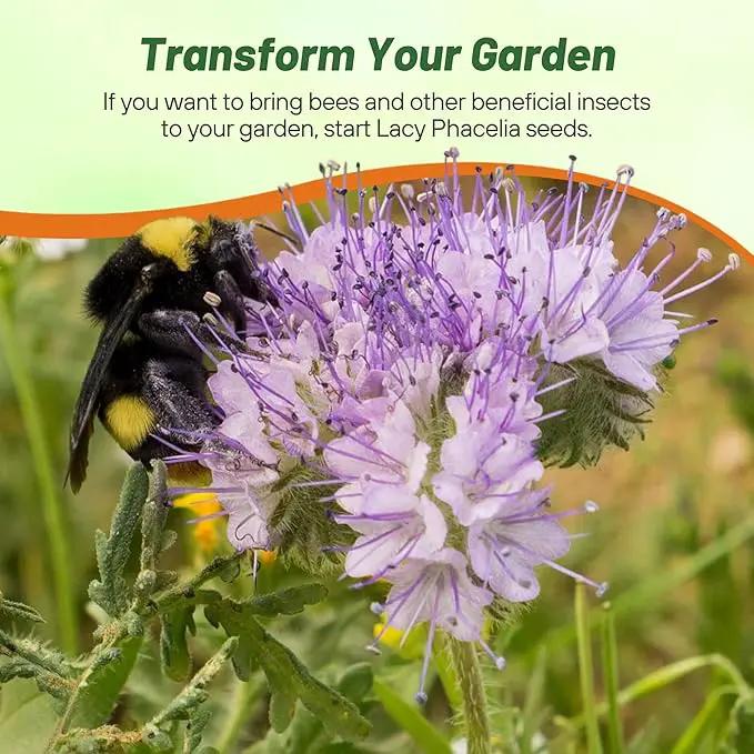 Outsidepride Lacy Phacelia Seeds for Planting - 5 Lbs. Annual, Drought-Tolerant Wildflower Seeds with Light Violet Flowers, Ideal for Pollinator Gardens, Erosion Control, & Attracts Bees & Butterflies by GreenHaven Gardens