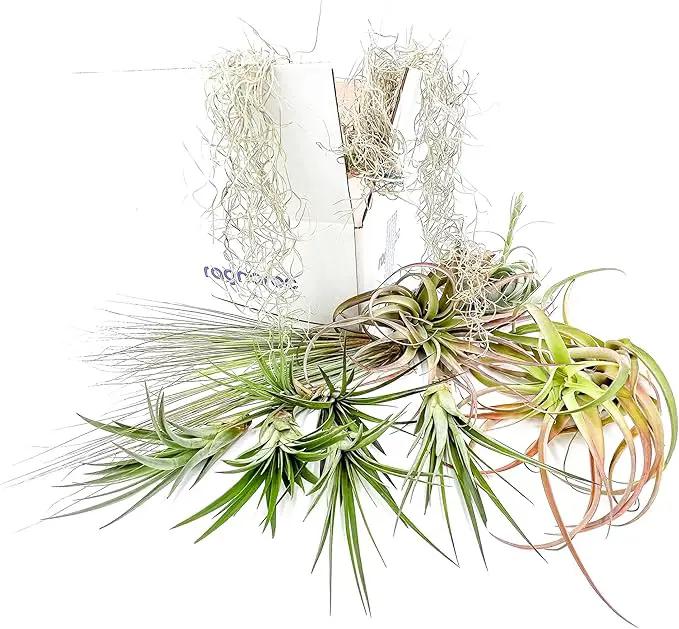 Holiday Hosting Gift Box Giant - 13ct -Tillandsia Air Plant Set - Live Arrival Guaranteed - House Plants for Home Decor & Gift by GreenHaven Gardens
