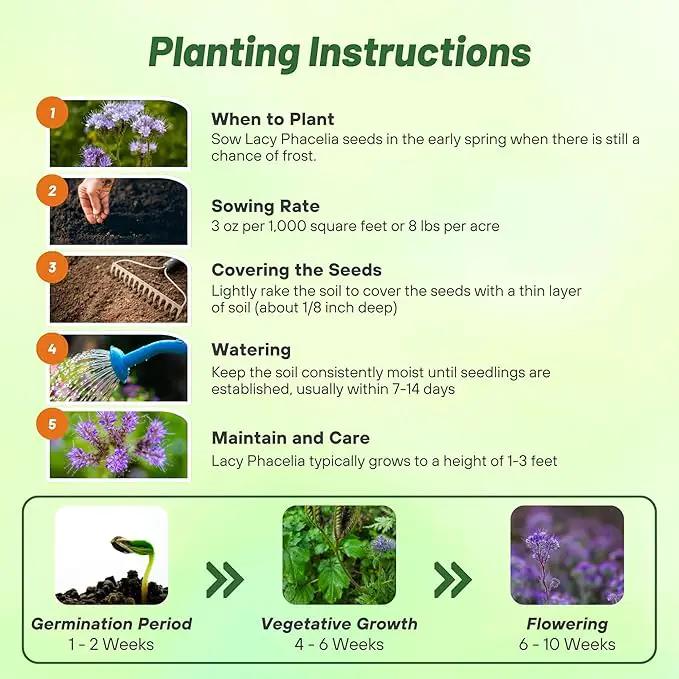 Outsidepride Lacy Phacelia Seeds for Planting - 5 Lbs. Annual, Drought-Tolerant Wildflower Seeds with Light Violet Flowers, Ideal for Pollinator Gardens, Erosion Control, & Attracts Bees & Butterflies by GreenHaven Gardens