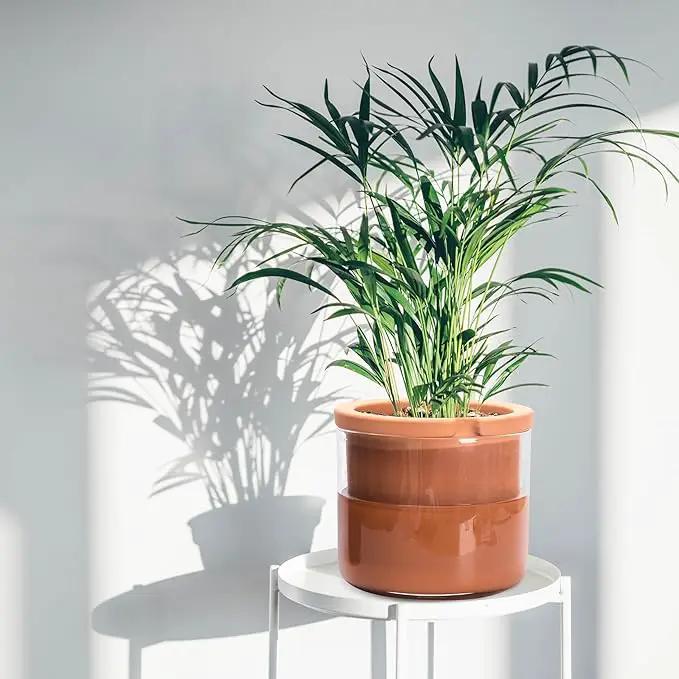 Phoenix Vine 8 Inch Self Watering Planter Pots, Design White Terracotta Pots for Plants, Indoor Cylinder Terra Cotta Pots with Glass Vase, Set of 1, 51-A-H-1 by GreenHaven Gardens