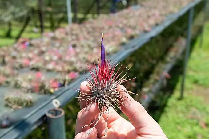 12 Pack Air Plants Ionantha Mexican-Colors and Shape Varies Due to Seasonality-Live Tillandsia Succulent for House Air Plants Holder-Available in Wholesale and Bulk-Easy Care Indoor and Outdoor Plants by GreenHaven Gardens