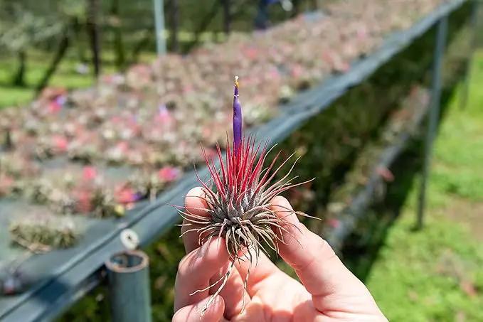 50 Pack Air Plants Assorted Tillandsia Ionantha - Live Succulent House Plants - Available in Wholesale and Bulk - Home and Garden Decor - Easy Care Indoor and Outdoor Plants by GreenHaven Gardens