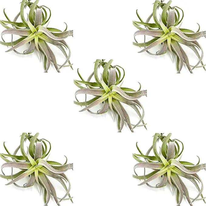 Air Plants - Tillandsia Cacticola, Jumbo 6-9" - 5ct - Live Arrival Guaranteed - House Plants for Home Decor & Gift by GreenHaven Gardens