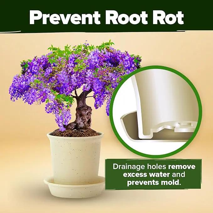 HOME GROWN Bonsai Tree Kit, Grow Your Own: Premium 4 Bonsai Trees Starter Kit | Unique Japanese Gardening Gift for Moms, Women, Men, Beginners & Gardeners | Creative Crafts for Adults BK1-2nd-MF by GreenHaven Gardens