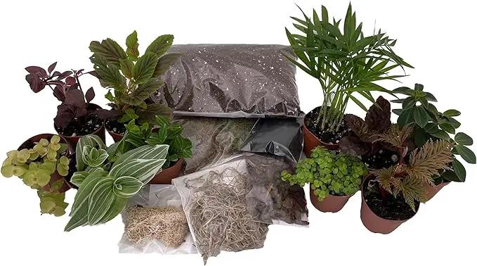 Hirt's Terrarium Kit with 10 Terrarium Plants in 2" Pots by GreenHaven Gardens