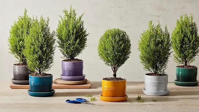 Le Creuset Stoneware Herb Planter, 5.5 Inches, Deep Teal by GreenHaven Gardens