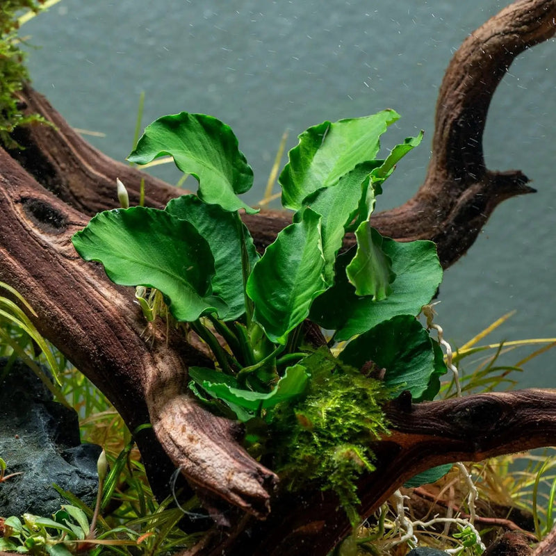 Live Jungle Plants - Anubias Emerald Bloom (Anubias barteri) - Compact Epiphytic Rhizome Plant for Midground Freshwater Aquascapes, Emerald Green Accent - Pot by GreenHaven Gardens