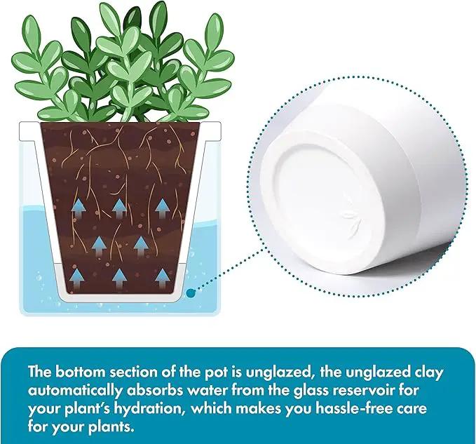 D'vine Dev 4 Inch Design Self Watering Planter for Indoor Plants, White Terracotta Pots with Cylinder Glass Cup, Set of 2, 37-Y-A-2 by GreenHaven Gardens