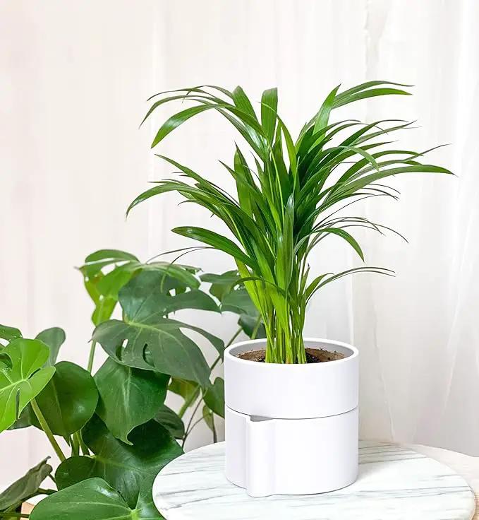 Phoenix Vine 6.5 Inch Self-Watering Planter Pot with Terracotta Insert, Deep Water Reservoir, and Ceramic-Alike BPA-Free Plastic Pot for Plant, Modern Planter for Houseplants, White, 53-A-S-1 by GreenHaven Gardens