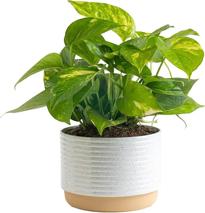 Costa Farms Golden Pothos Live Plant, Easy Care Indoor House Plant in Modern Decor Planter Pot, Potting Soil, Natural Air Purifier Houseplant, Housewarming Gift, Home Decor, Room Decor, 10-Inches Tall by GreenHaven Gardens