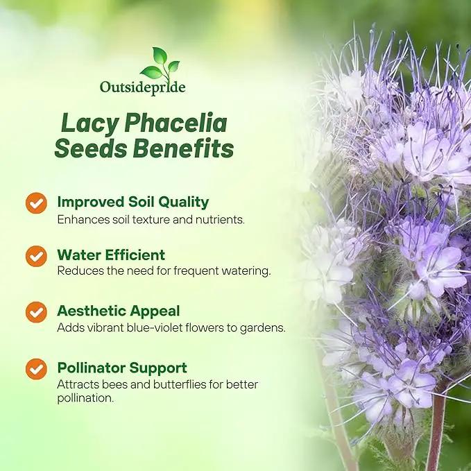 Outsidepride Lacy Phacelia Seeds for Planting - 5 Lbs. Annual, Drought-Tolerant Wildflower Seeds with Light Violet Flowers, Ideal for Pollinator Gardens, Erosion Control, & Attracts Bees & Butterflies by GreenHaven Gardens