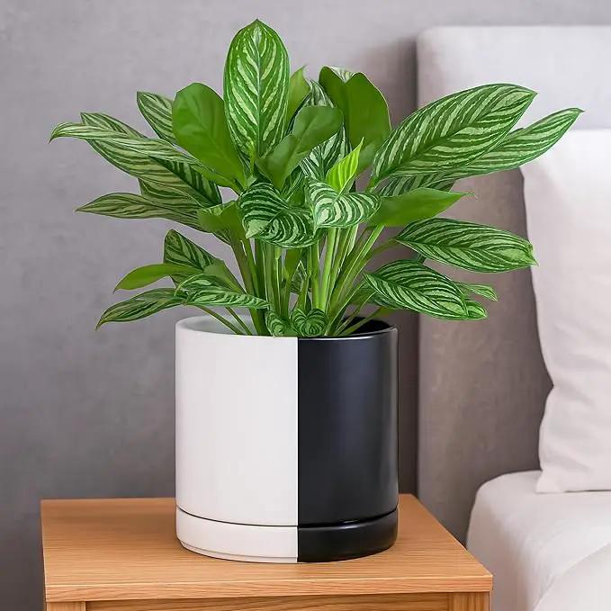 D'vine Dev 8.2 Inch Ceramic Planter Pot with Drainage Hole and Saucer, Indoor Cylinder Round Planter Pot, Split Monochrome Black & White, 94-O-D-0 by GreenHaven Gardens