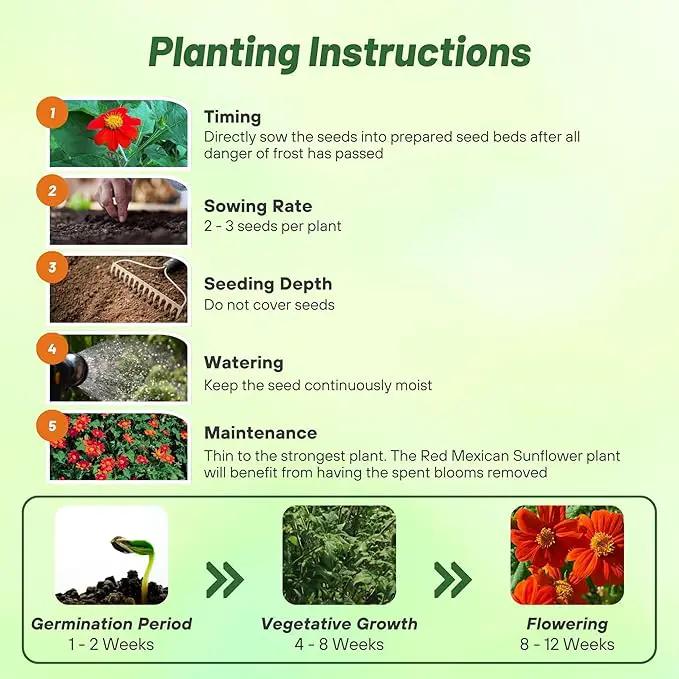 Outsidepride Red Torch Mexican Sunflower Seeds - 1000 Seeds Annual Tithonia, Fast-Growing, Heat & Drought-Tolerant Flower Seeds for Pollinator Gardens, Landscapes, & Flower Arrangements (AAS Winner) by GreenHaven Gardens