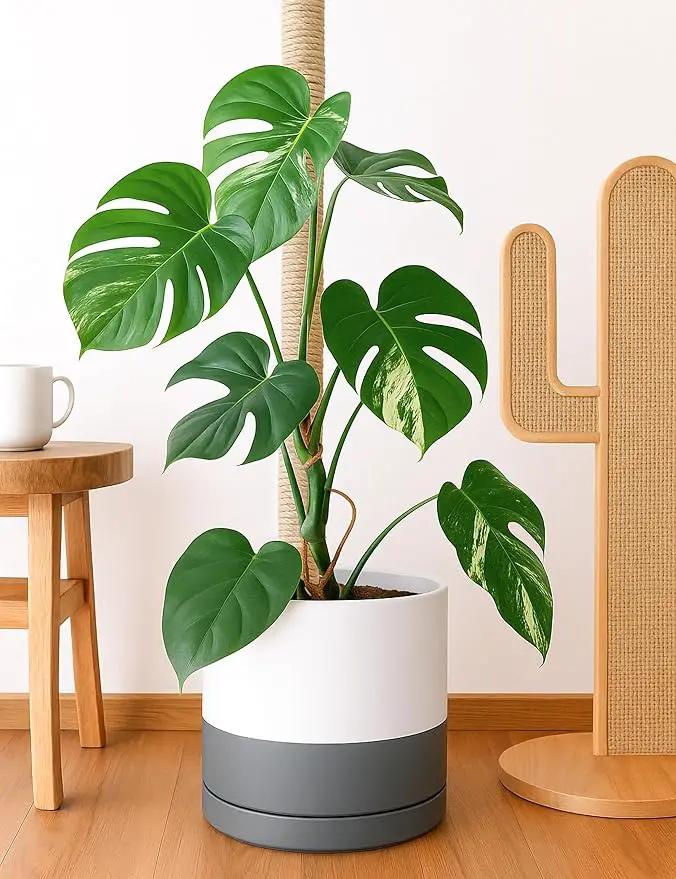 D'vine Dev 14 Inch Ceramic Planter Pot with Drainage Hole and Saucer, Indoor Cylinder Round Planter Pot, White/Speckled Grey, 94-O-G-6 by GreenHaven Gardens