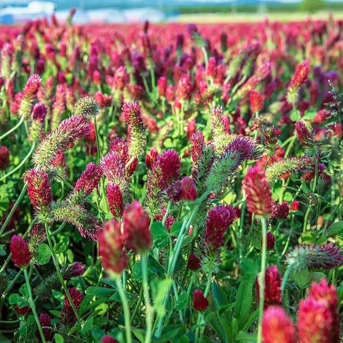 Crimson Clover Seeds - 4 g Packet ~400 Seeds - Cover Crop, Non-GMO, Open Pollinated, Perennial, Heirloom - Clay Coated by GreenHaven Gardens