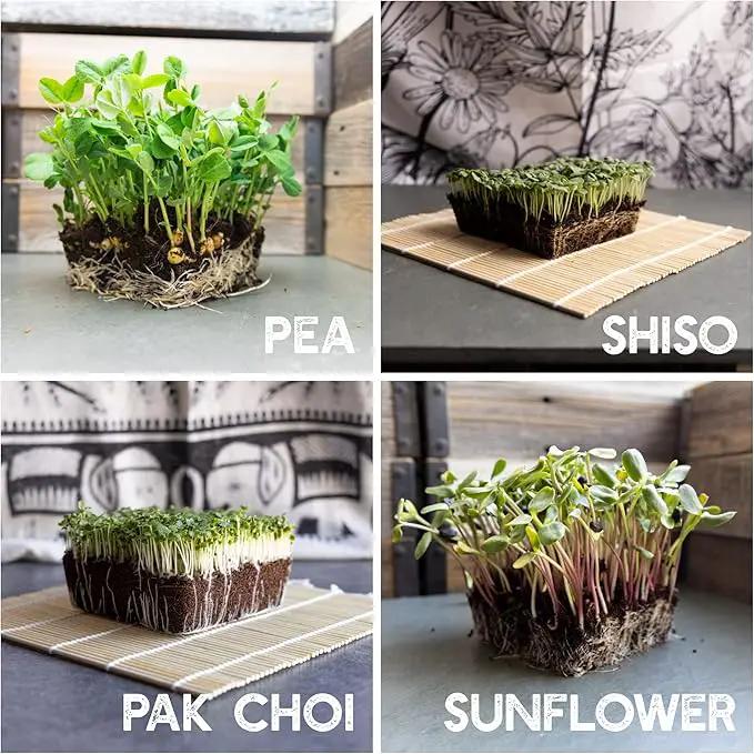12 Variety Pack Microgreens Seeds Kit - Broccoli Seeds for Sprouting Plus Purple Radish Seeds, Beet, Sunflower Microgreens Seeds, Peas, Shiso, Cilantro, Beet, Pak Choi, Korean Shiso, Cress & More by GreenHaven Gardens