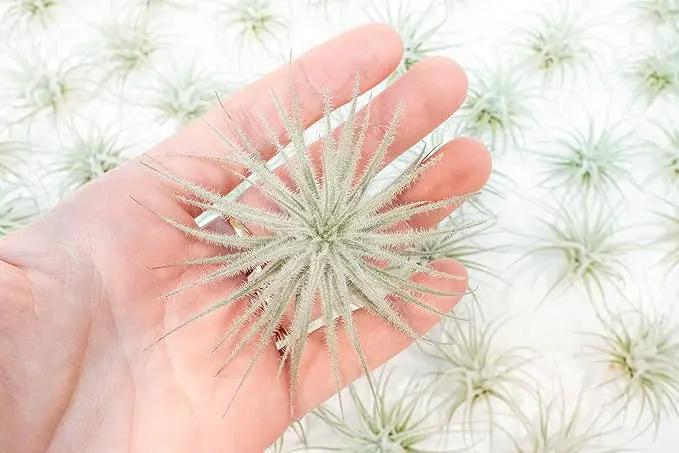 Air Plant Shop 10 Pack Rare Tectorum Ecuador Air Plants - Unique, Bright White, Nursery-Grown Tillandsia House Plant with Fuzzy Trichomes for Terrariums, Driftwood & Living Walls - Wholesale by GreenHaven Gardens