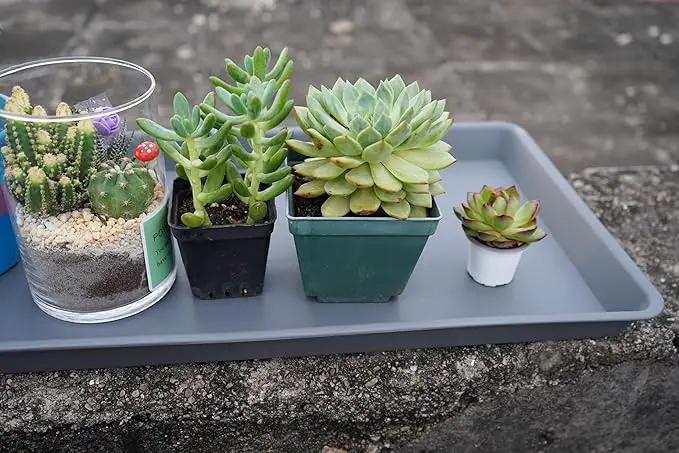 Plant Saucer Growing Tray, Seed Starter Tray Rectangular, Heavy Sturdy Plastic Plant Saucers Drainage Trays, Plant Drip Trays for Pots, Seed Starter Growing Tray (11 x 9 inch, 1 Pack) by GreenHaven Gardens