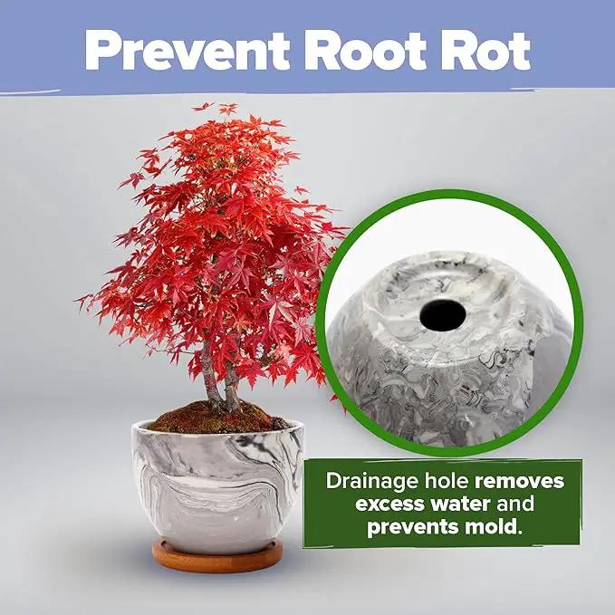 HOME GROWN Bonsai Tree Kit - Premium Ceramic Starter Kit - 4 Variety of Bonsai - Unique Gift for Men and Women Gardeners by GreenHaven Gardens