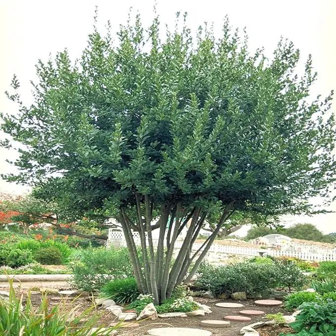Mediterranean Bay Leaf, Bay Laurel Live Plant. Standard Variety - Laurus Nobilis. Live Plant. Fragrant, Fresh, Edible. Best for Ground Planting Outdoor. (4 Bay Laurel Plants in Sac) by GreenHaven Gardens
