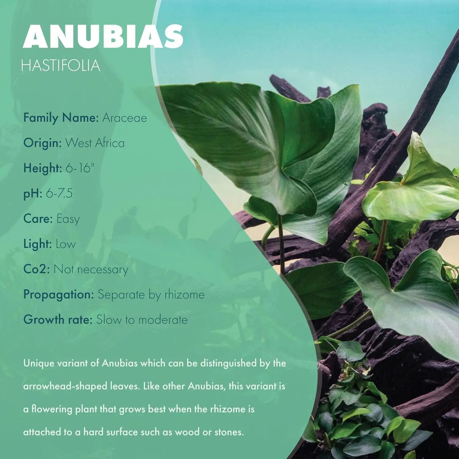 Anubias Live Aquarium Plants - Potted Freshwater Plant for Fish Tanks, Terrariums - Beginner Friendly Low Light (Hastifolia, 1 Pot) by GreenHaven Gardens