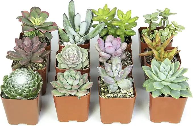 Altman Plants, Live Succulents Plants Live Houseplants (12PK), Succulents Live Plants Live House Plants Indoors Live, Live Cactus Plants Live Cacti Succulent Plants Live Indoor Plants Live Houseplants by GreenHaven Gardens