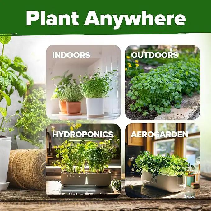 HOME GROWN Cilantro Seeds 250 Calypso & 250 Santo Cilantro for Planting Indoors, Hydroponics or Aerogarden - Heirloom, Non-GMO, Santo Plant, for Your Indoor Herb Garden by GreenHaven Gardens