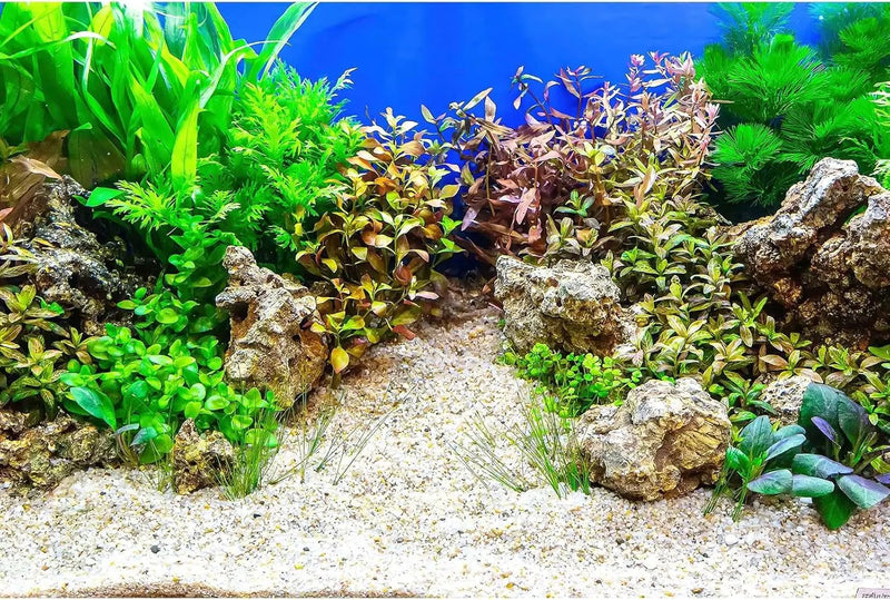 Aquarium Background Underwater Grass Leaves with Pebble Aquarium Backdrop Vivid and Fresh Green Aquatic Plant Stone River Bed and Lake Fish Tank Background Decor Vinyl 36x24in by GreenHaven Gardens