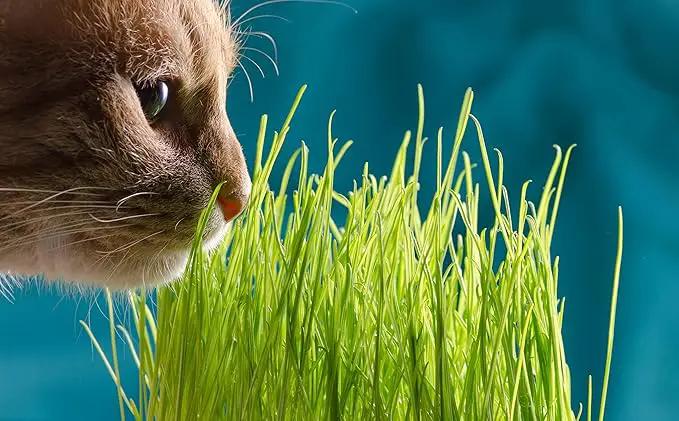 Cat Grass Refill Kit, Includes Seeds and Peat Soil Pellets, 3 Pack, Certified Organic (3 Seed Packs) by GreenHaven Gardens