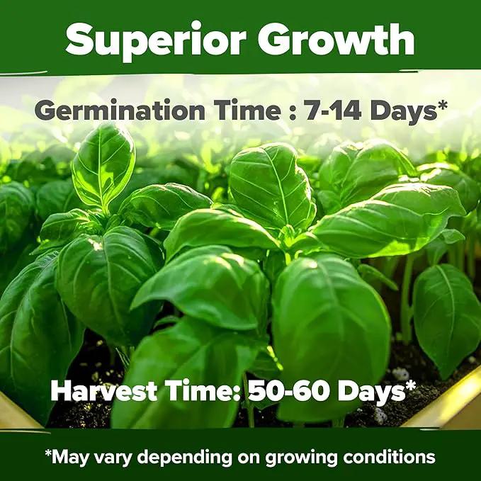 HOME GROWN Genovese Basil Seeds 2 Pack - 3500 𝗡𝗢𝗡-𝗚𝗠𝗢 𝗨𝗦𝗔 Heirloom Basil Seeds for Planting (Ocimum basilicum) - Herb Seeds for Indoor & Outdoor Gardening - Grow for Culinary Use by GreenHaven Gardens