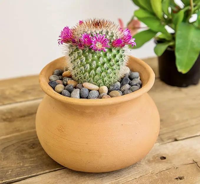Altman Plants, Assorted Cactus Plants Live Cactus Decor (4PK), Cactus Plant Live Succulents Plants Live in Cactus Soil Potting Mix, Live Cacti Plants Live Succulent Plants Live Plants in Cactus Pot by GreenHaven Gardens