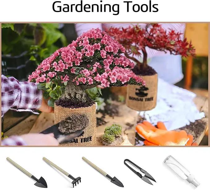 Indoor Bonsai Garden Starter Kit, 5 Seeds Growing into Red Maple, Wisteria, Black Pine, Judas Tree, Acacia, Including Complete Gardening Planters & A Wooden Box, Christmas Gifts for Women by GreenHaven Gardens
