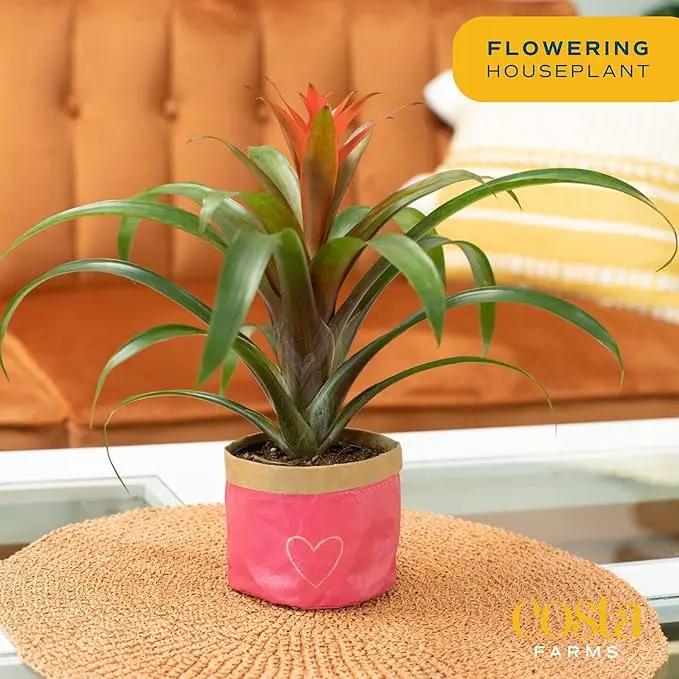 Costa Farms Bromeliad Live Plant, Live Indoor Flowering Plant, Houseplant Potted in Eco-Friendly Washable Paper Planter with Potting Soil Mix, Tabletop Room Decor, Grower's Choice, 12-Inches Tall by GreenHaven Gardens