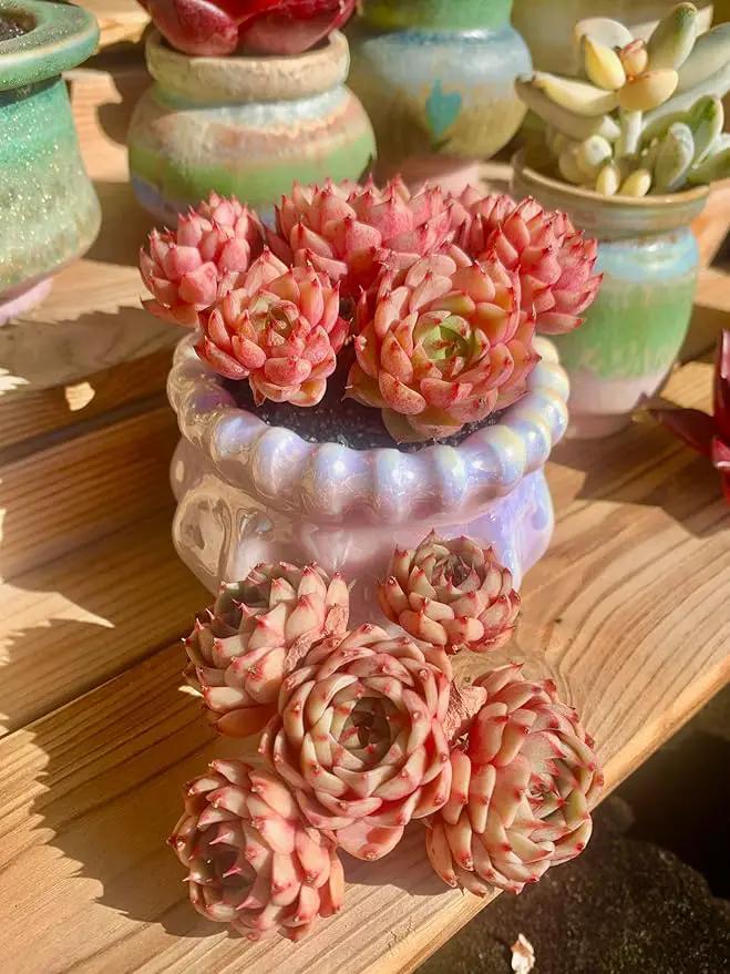 Echeveria Ben Badis Rare Live Succulent Plants, Red 4-5 Heads 3" Live Plant, Package Without Pot & Soil, Garden Indoor Office Desk, Wedding Party Baby Shower Decoration, Friend Plant Lovers Gifts by GreenHaven Gardens