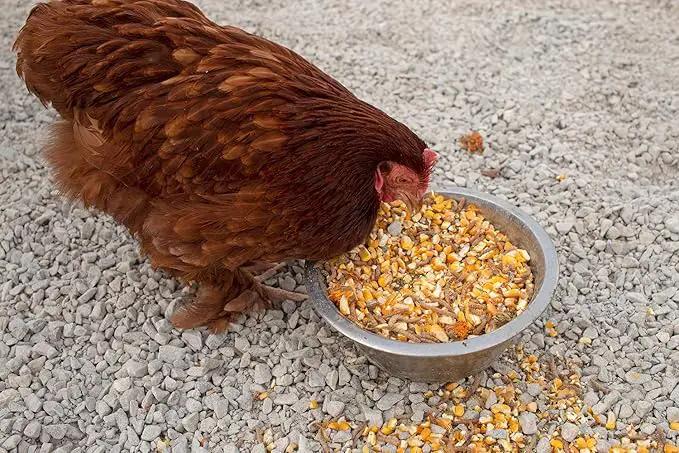 Pampered Chicken Mama Non-GMO Mealworm, Corn, Flax, & Herb Treat (10 Pounds) for Backyard Chickens, Healthy Layer Feed & Supplies for Pet Chickens Poultry Queen Treat for Hens by GreenHaven Gardens