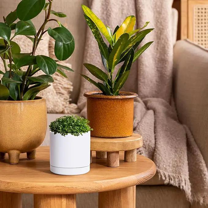 D'vine Dev Set of 2 Plants Pots, 3.5 Inch Ceramic Planter Pot for Plants with Drainage Hole and Saucer, White, 94-V-A-1 by GreenHaven Gardens