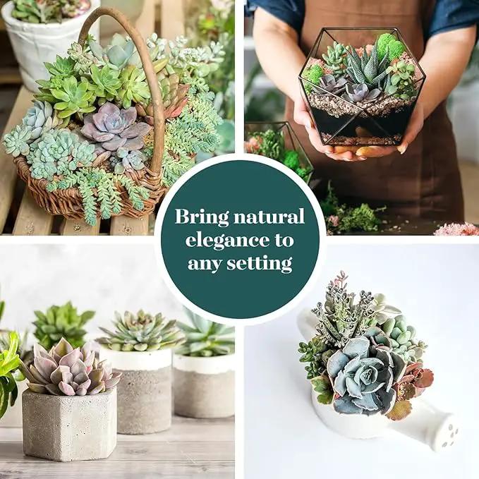 Shop Succulents Mini Succulent Plant Pack Collection - Live 2" Succulent Plants, Low Maintenance, Beautiful Colors & Textures - Wedding and Party Favors, Gift & Garden, Pack of 12 by GreenHaven Gardens