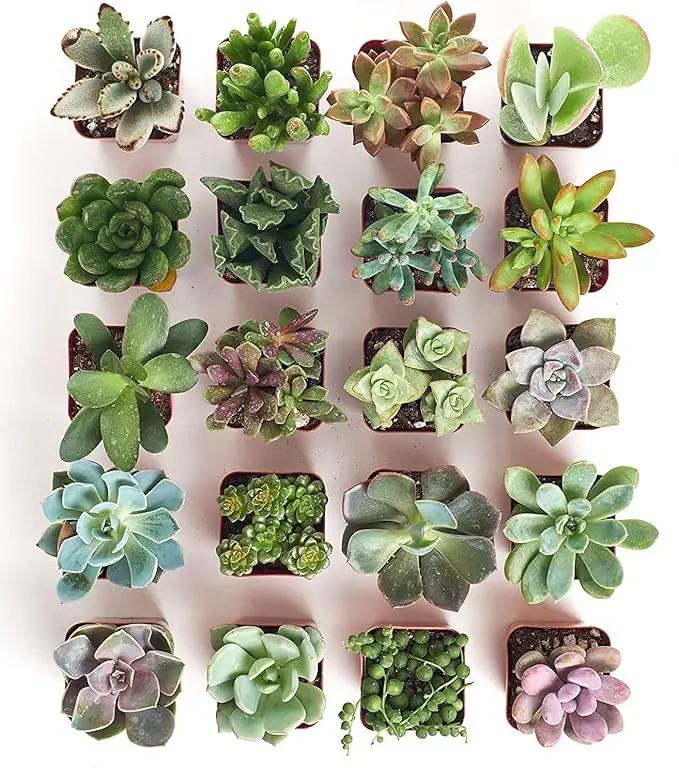 Shop Succulents Unique Succulent Plant Pack Collection - Live Mini Succulent Plants, Low Maintenance, Exceptional Colors & Textures - Wedding and Party Favors, Gift & Garden, Pack of 20 by GreenHaven Gardens