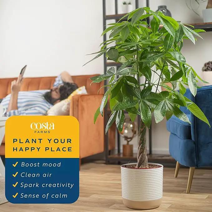 Costa Farms Money Tree Live Plants (2-Pack), Easy to Grow Houseplants in Indoor Garden Pot, Pachira Bonsai in Potting Soil, Birthday, Housewarming, Thank You Gift, Office and Home Decor, 3-4 Feet Tall by GreenHaven Gardens