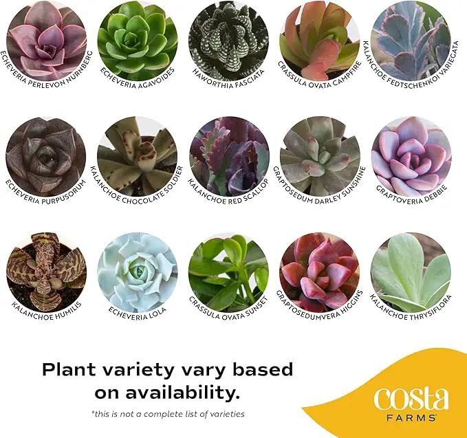 Costa Farms Live Succulent Plants (12-Pack), Mini Succulent Assortment Potted in Nursery Plant Pots, Grower's Choice Indoor Houseplants, Bulk Gift for Baby Shower, Wedding, Party, 2-Inches Tall by GreenHaven Gardens