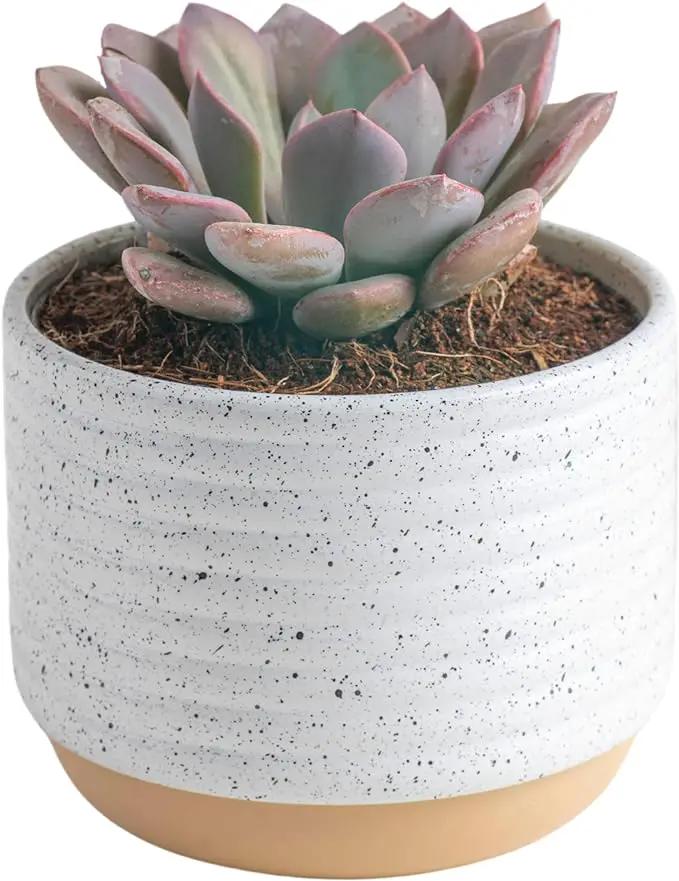 Costa Farms Succulent, Live Indoor Plant Grower's Choice, Easy to Grow Houseplant in Indoor Succulent Planter, Birthday, Garden Gift, Desert Room Decor for Home or Office, 6-Inches Tall by GreenHaven Gardens