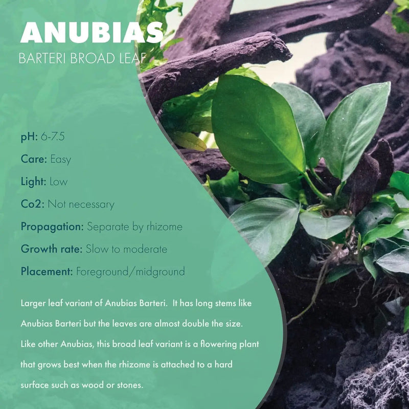 Anubias Live Aquarium Plants - Potted Freshwater Plant for Fish Tanks, Terrariums - Beginner Friendly Low Light (Barteri Broad Leaf, 5 Pots) by GreenHaven Gardens